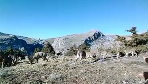 Elazığ'da 11 aylık yaban hayatı fotokapanlara yansıdı
