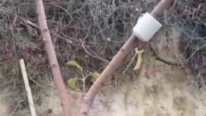 Elma ağacı mevsimleri şaşırdı, kış ayında yaprak açtı