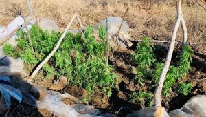 Evinin bahçesindeki serada uyuşturucu ekmiş