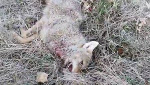 Kurdun saldırısını köpekler önledi