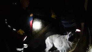 Kuyuya düşen köpek ve yavrusunu itfaiye ekipleri kurtardı
