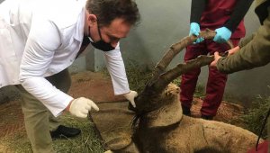 Yaralı halde bulunan dağ keçisi tedavi altına alındı