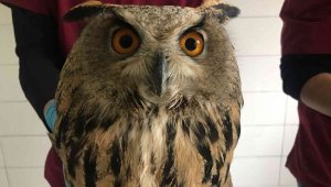 Yaralı halde bulunan kulaklı orman baykuşları tedavi altına alındı