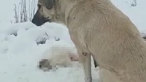 Anne köpek ölen yavrusunun başından ayrılmadı