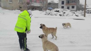 Baskil Kaymakamlığı sokak hayvanlarını unutmadı