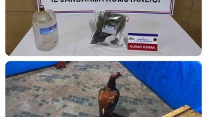 Elazığ'da horoz dövüşü operasyonu: 17 kişi yakalandı