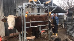 Elazığ'da büyükbaş hayvanlar için 'Seyyar pedikür aracı'