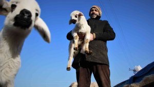 Elazığ'da kuzuların anneleriyle muhteşem buluşması