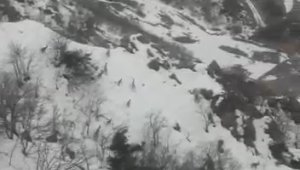 Elazığ'da sürü halinde dağ keçileri görüldü