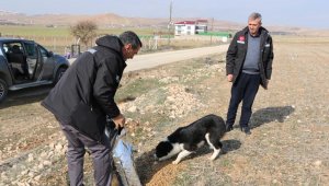 İl Özel İdaresi sokak hayvanlarını unutmadı