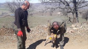 Tedavisi yapılan yavru yaban keçisi doğaya bırakıldı
