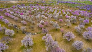 Badem ağaçları çiçek açtı, ortaya kartpostallık görüntüler çıktı