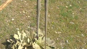 Elazığ'da baharın gelmesiyle yılanlar görülmeye başlandı