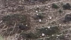 Elazığ'da domuz ve yavruları görüntülendi