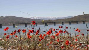 Elazığ'da gelinciklerin görsel şöleni