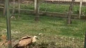 Elazığ'da yaralı akbaba tedavi altına alındı