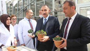 Endemik bitkiler laboratuvar ortamında çoğaltılıp doğaya kazandırıldı