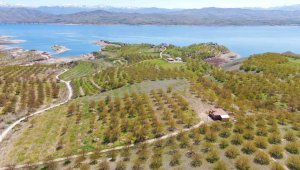 Kayısıyı don vurdu