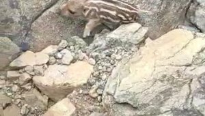 Yaban domuzunu gördü 'Pijamalarını giymiş' söylemi ile kahkahaya boğdu