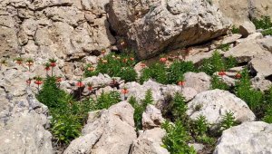 Çemişgezek dağlarındaki ters laleler görsel şölen sunuyor