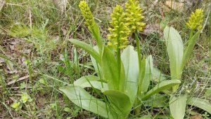 Elazığ'da biyoçeşitlilik izleme çalışmaları sürüyor