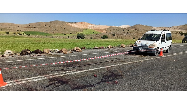 Elazığ'da hafif ticari araç sürüye çarptı, 16 koyun telef oldu