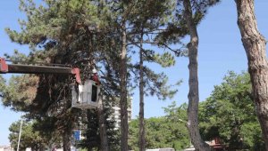 Kent Meydanı sahasındaki ağaçlar taşınacak