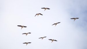 Onlarca leylek gökyüzünü renklendirdi