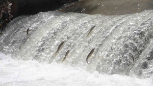 Siraz'ın akıntıya karşı göçü devam ediyor