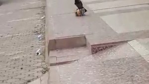 Cips hırsızı karga kameralara yakalandı