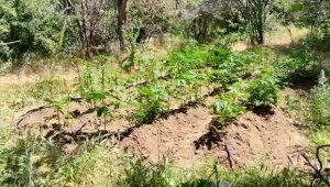 Elazığ'da 212 kök kenevir ele geçirildi