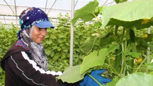 Elazığ'da 45 derece altında salatalık hasadı