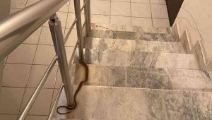 Elazığ'da apartmana giren yılan paniğe neden oldu