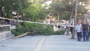 Fırtına ağacı devirdi: 1 yaralı