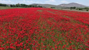 Gelincik tarlası görenleri mest etti