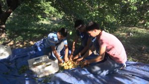 'Sarı altın' hasadında çiftçinin yüzü gülüyor