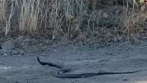 Elazığ'da 1,5 metrelik yılanların dansı kameraya yansıdı