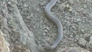 Elazığ'da 2 metrelik yılan ve kaplumbağa birlikte görüntülendi