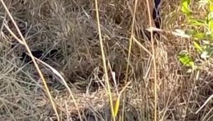 Elazığ'da 2 metrelik yılanların dansı