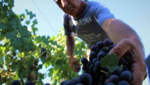 Elazığ'da 5 bin yıllık geleneksel üzüm hasadı başladı