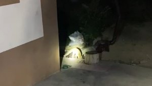 Elazığ'da aç kalan tilki evin bahçesinde yiyecek aradı