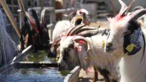 Elazığ'da kurbanlıklar pazara indi