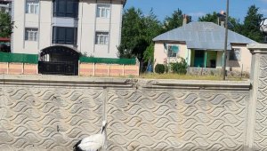 Elazığ'da yaralı halde bulunan leylek, tedavi altına alındı