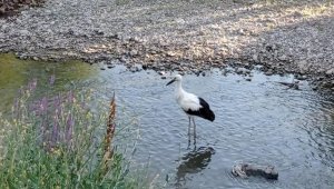 Tedavisi tamamlanan yavru leylek doğaya bırakıldı