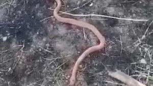 Yılanı gören köylülerin "piton mu kobra mı" diyaloğu gülümsetti