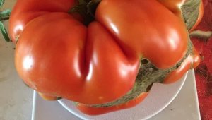 Bu domatesler tam 1 kilo