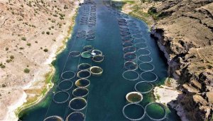 Denizi olmayan Elazığ balık ihracatından 29 milyon dolar gelir elde etti, hedef 50 milyon dolar