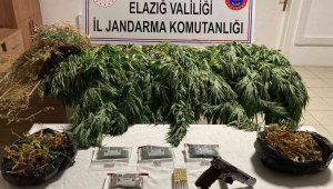 Elazığ'da 1 kilo esrar ve 17 kök kenevir ele geçirildi