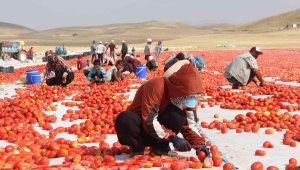 Elazığ'da 20 bin dekar alanda domates hasadı sürüyor