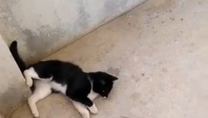 Elazığ'da 'kedinin fareyle oynadığı gibi oynamak' deyimi gerçek oldu